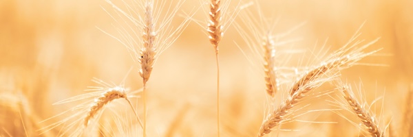 a close up of a wheat field